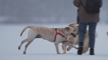 Yağan kar, neşeli Alabai, Labrador ve Retriever birlikte 4K ağır çekimde oynuyorlar.