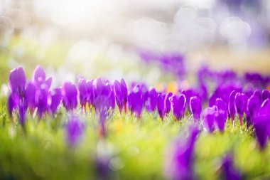 Güneşli bir çayırda açan parlak kır çiçekleri. Güzel bir bahar çiçeği ve ılık bir ışık.