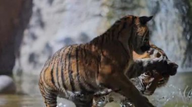 Amur kaplanları neşeyle su sıçratır, birbirleriyle etkileşirler, çarpıcı su damlacıkları oluştururlar..