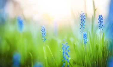 Muscari botryoides ilkbahar çiçekleri güneş ışığında çiçek açar, canlı yeşil arka planla, yenilenmeyi simgeler.