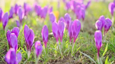 Mor timsahlar ve beyaz çiçekler güneş ışığı altında yeşil çimlerde, rüzgarda sallanıyor, 4K