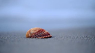 Turuncu deniz kabuğu kumlu sahilde, dalgalar arka planda çarpıyor, yavaş çekim okyanus manzarası