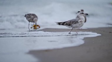 Martı kumlu sahilde yürüyor, dalgalar yavaşça ayaklarına doğru dönüyor.