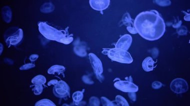 Güzel Aurelia aurita denizanası suyun içinde kıvrılıyor, akışkan hareket ve dinginlik sergiliyor.