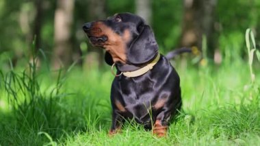 Güneşli bir bahar gününde parkta neşeli bir şekilde havlayan komik dachshund.