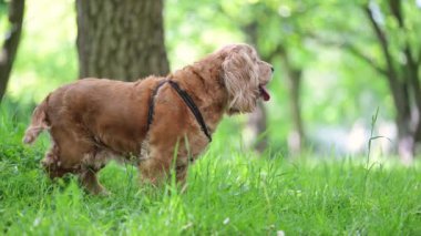 Mutlu yaşlı kırmızı Spaniel, güneşli bir günde parkta koşuyor, hayatı dolu dolu yaşıyor.