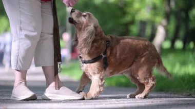 Parkta koşan neşeli kırmızı Spaniel, ılık bir bahar öğleden sonrasında hayatın tadını çıkarıyor.