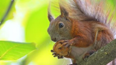 Bir daldaki sincabın ağır çekimde, komik bir şekilde pençelerinde büyük bir ceviz tutuyor.