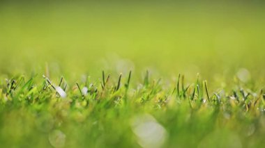 Baharda yeşil çimenler yavaş çekimde, doğanın güzelliğini bir futbol sahasında yakalıyor.