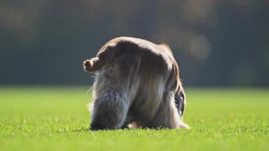 Neşeli İngiliz Spaniel 'i neşeli bir şekilde çimenlerde koşuyor, altın kürkü ağır çekimde parlıyor.