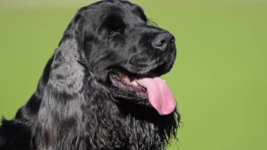 Yeşillik içindeki siyah bir İngiliz Spaniel 'in portresi, 4K ağır çekimde çekilmiştir.