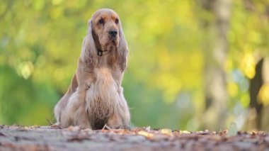 Güneşli bir sonbahar günü Parkta oturan altın renkli Spaniel yapraklarla dolu