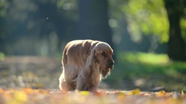 Altın rengi İngiliz Spaniel sonbahar yaprakları ve yemyeşil çimenlikleriyle güneşli bir parkta oturuyor.