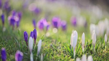 Çiçekli timsahların 4K yavaş çekim videosu, yeşil çimenler, güneş ışığı ve yumuşak bir bahar rüzgarı.