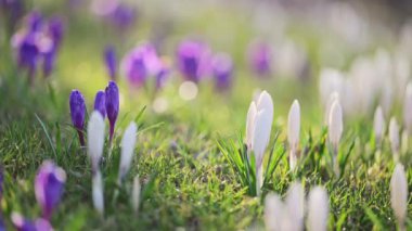 Bahar çayırında canlı timsahlar, güneş ışığı ve hafif bir esinti ile 4K ağır çekim.