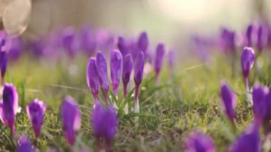 Bahar sahnesi: Mor ve beyaz timsahlar güneş ışığı altında yeşil çimlerde, esintiyle hareket ediyorlar.