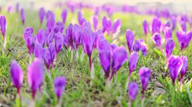 Yeşil çimlerde açan yavaş çekim timsahları, hafif esintili güneşli bir bahar günü, 4K