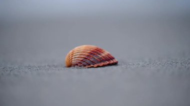 Güzel turuncu deniz kabuğu kumların üzerinde dinleniyor, dalgalar yavaşça arka plana çarpıyor.