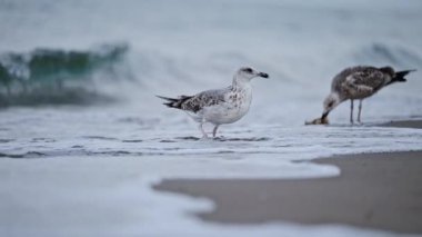 Bir martının yavaş çekimde kıyıda yürümesi ve dalgaların yavaşça ayaklarına vurması.