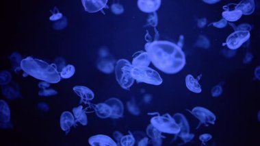 Aurelia aurita denizanası yavaş çekimde süzülerek huzurlu bir sualtı sahnesi yaratıyor.