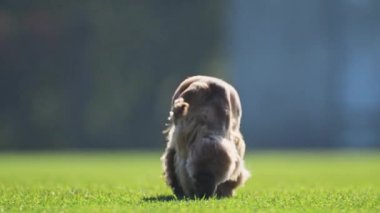 Altın Spaniel yeşil çimlerin üzerinde enerjik bir şekilde koşuyor, 4K ağır çekimde vurgulanan komik ifadeler
