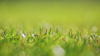 Macro 4K yavaş çekim taze bahar çimenleri bir futbol sahasında, yumuşak bahar meltemi hareket