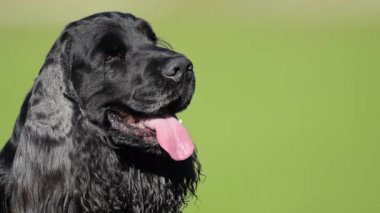 Siyah bir İngiliz Spaniel 'inin yavaş çekim 4K' sı doğal yeşil bir arka planda, detaylarıyla kaydedildi.
