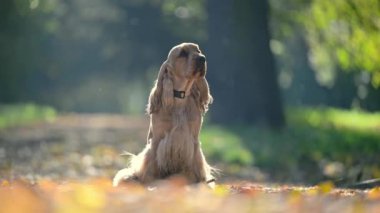 Altın Spaniel bir parkta dinleniyor, sonbahar yaprakları ve güneş ışığı dingin bir hava yaratıyor.