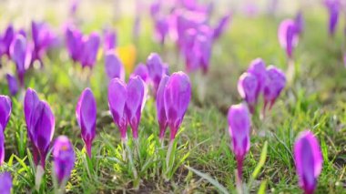 Bahar timsahlarının güneş ışığı ve esinti altında yemyeşil çimlerde açtığı 4K yavaş çekim videosu