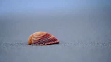 Kumlu sahildeki turuncu deniz kabuğunun yavaş çekim görüntüleri, dalgalar ve plaj arka planı.