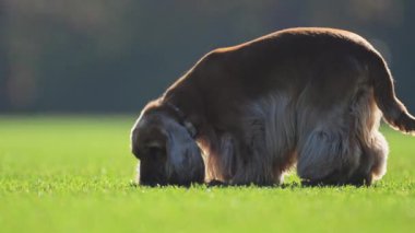 Aptalca duyguları olan, yeşil bir alanda hızla koşan, 4K ağır çekimde çekilen oyuncu altın Spaniel.