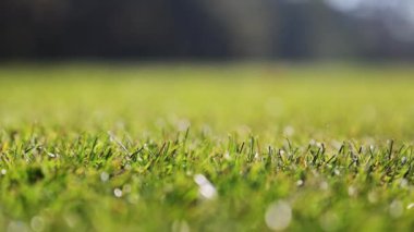 Futbol sahasındaki yemyeşil çimlerin Macro çekimi, bahar melteminde yavaşça hareket ediyor, 4K ağır çekim.