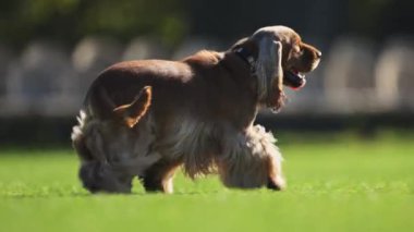 Altın kürklü oyuncu Spaniel çimenli bir alanda neşeyle koşuyor, yavaş çekimde.
