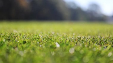 Baharda taze futbol sahası çimlerinin yakın çekimi, 4K yavaş çekimde yavaşça hareket ediyor.