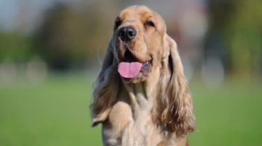 Mutlu Spaniel 4K ağır çekimde, altın palto rüya gibi yeşil bir fonda parlıyor.