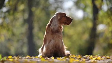 Büyüleyici Spaniel sonbahar güneşinde parktaki yaprakların arasında parlıyor.