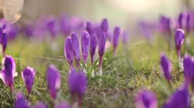 Parlak bahar güneşi altında yeşil çimlerde sallanan timsahların yavaş çekim 4K videosu