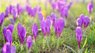 Yeşil çimlerin üzerinde çiçek açan timsahlar güneş ışığı ve bahar esintisi, 4K ağır çekimde yakalanır.