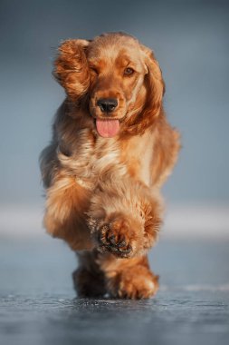 Mutlu kırmızı Cocker Spaniel köpek yavrusu buzlu zeminde koşuyor, eğlenceli bir kış macerasının tadını çıkarıyor.