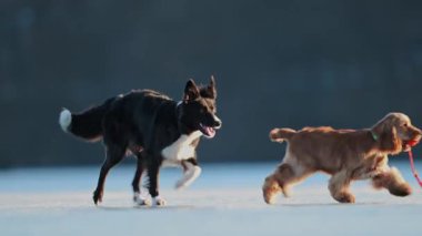 Siyah ve beyaz Border Collie ve Spaniel kış buzunda şakalaşarak birbirlerini kovaladılar.