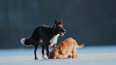 Collie ve Spaniel neşeyle donmuş zeminde oynayıp 4K 'de bir oyuncağı kovalayıp çalıyorlar.