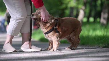 Şirin son sınıf kızıl Spaniel güzel bir yaz gününde parkta eğleniyor.