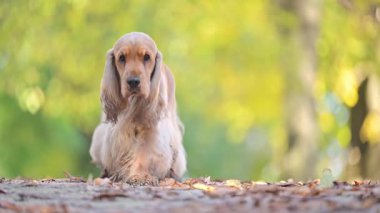 İngiliz Spaniel, altın yapraklar ve yeşil renklerle çevrili sakin bir sonbahar parkında.