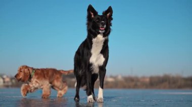 Komik siyah ve beyaz Sınır Collie kışın buzda poz verir, neşeli ve karlı doğada kendine güvenen.