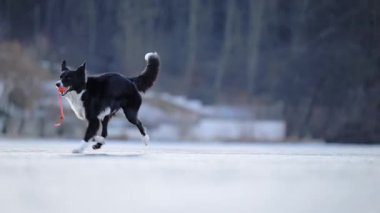 Komik siyah beyaz Sınır Collie ağır çekimde buzda koşuyor, neşeli kış sahnesi