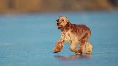 Buzda koşan komik bir spanyel, neşeli, kış manzarasında enerji ve neşe dolu.