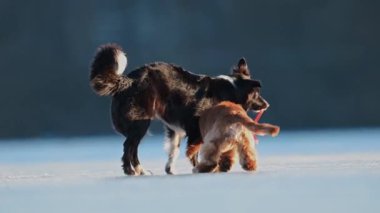 İki enerjik köpek koşup buzlu zeminde oynuyorlar. Yavaş çekimde birbirlerinden bir oyuncak çalıyorlar.