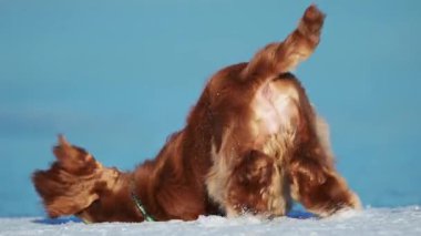 Altın Cocker Spaniel sevinçle koşar ve buza atlar, kışın harikalar diyarında oynar