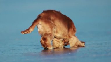 Cocker Spaniel kışın harikalar diyarında şen şakrak oynar.