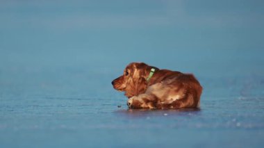 Mutlu köpek, kış heyecanı içinde koşup zıplayarak buzlu zeminin tadını çıkarır.